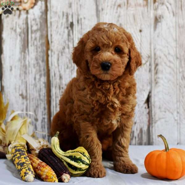 Ervin, Mini Goldendoodle Puppy